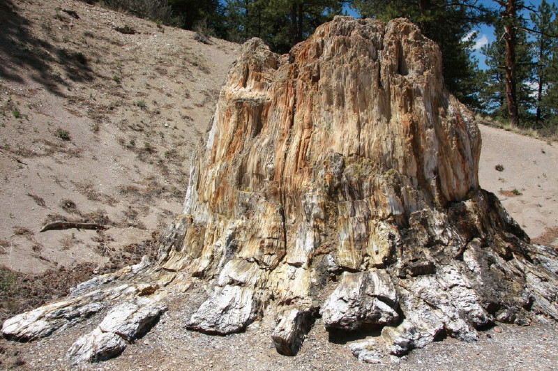 Colorado - Florissant fossil beds national monument (billede 02)