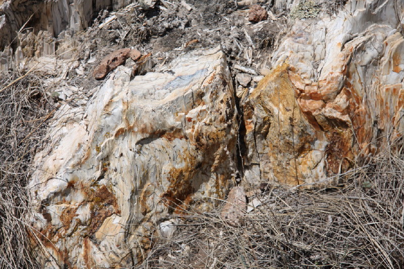 Colorado - Florissant fossil beds national monument (billede 05)