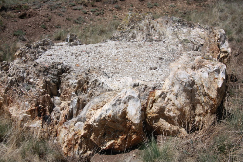 Colorado - Florissant fossil beds national monument (billede 06)